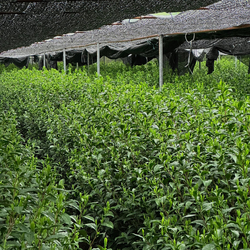 Grüner Tee vs. Matcha : Was ist der Unterschied?
