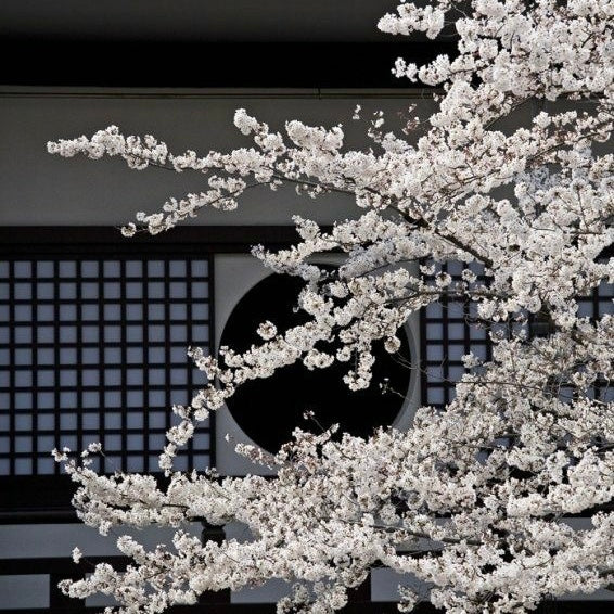 Sakura in Japan: Symbolism and Significance